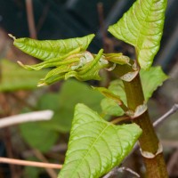 Japanese Knotweed